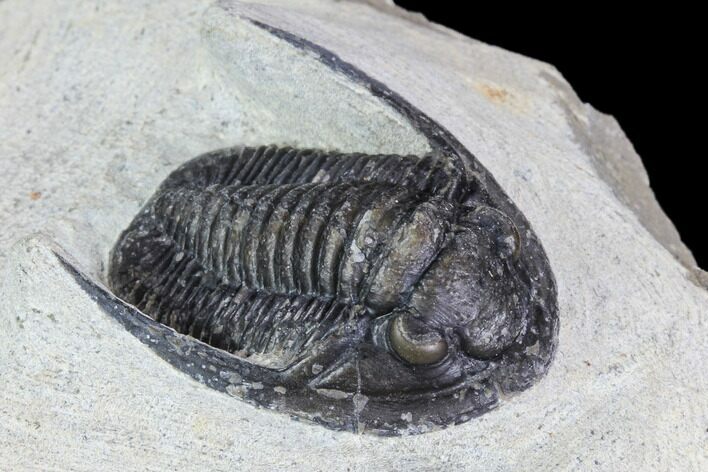 Bargain, Cornuproetus Trilobite Fossil - Morocco #105972